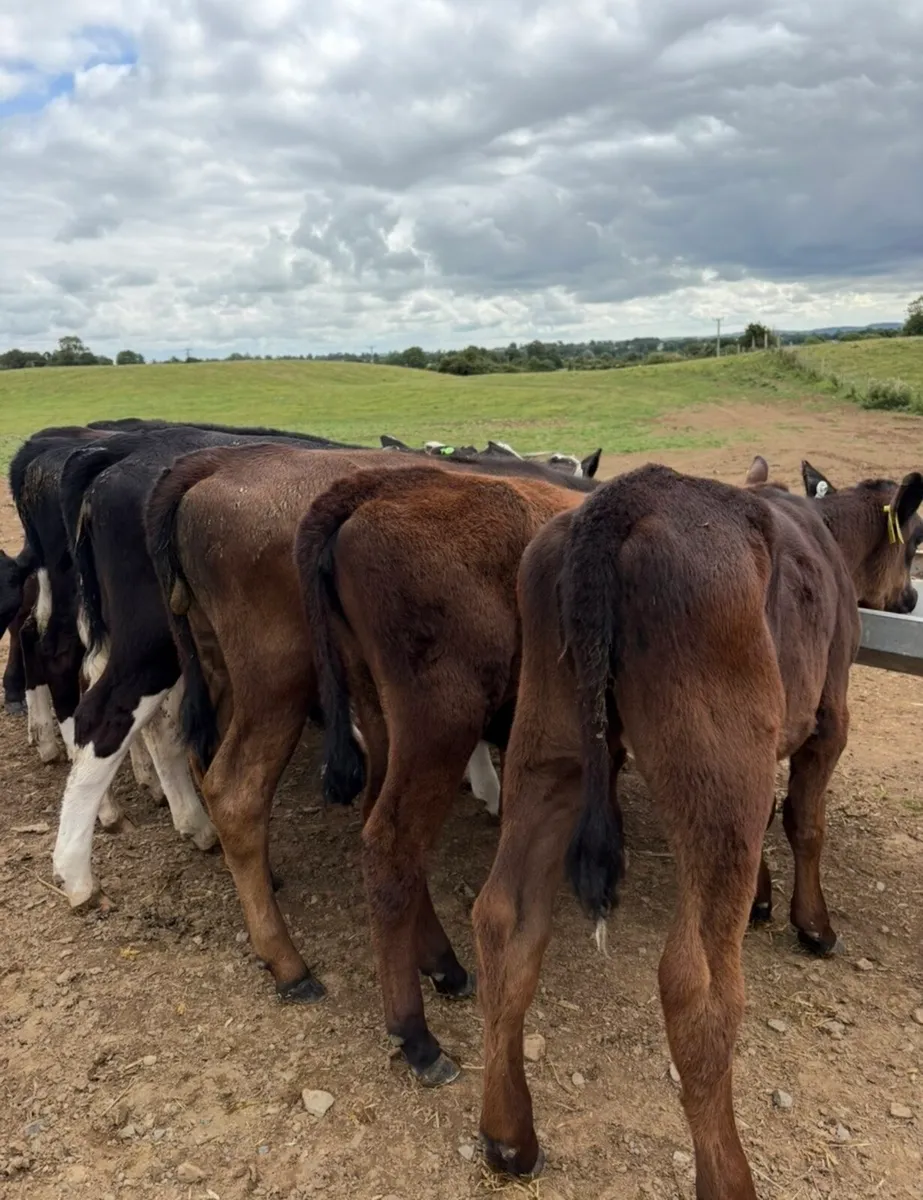 10 smashing 150kg heifer runners - Image 2