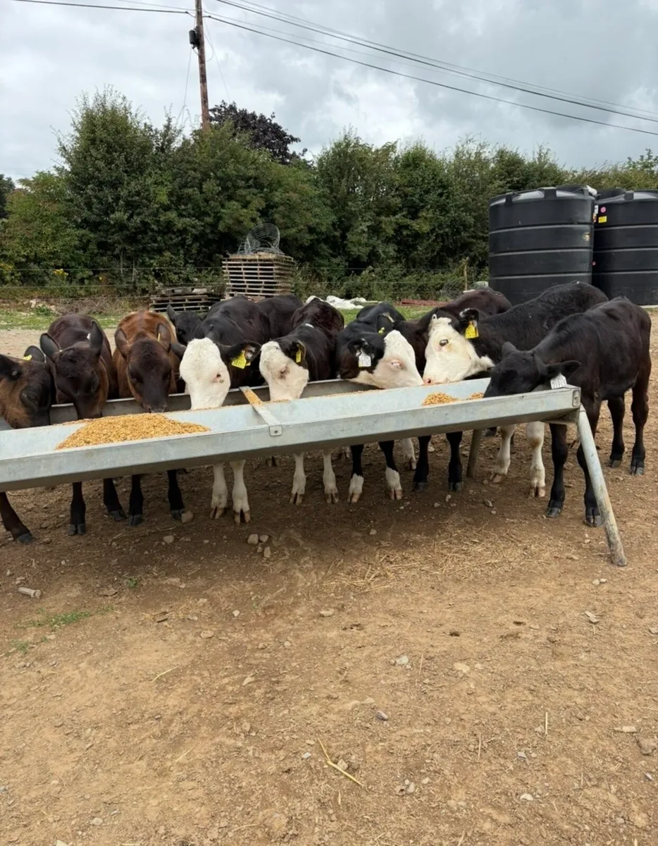 10 smashing 150kg heifer runners - Image 3
