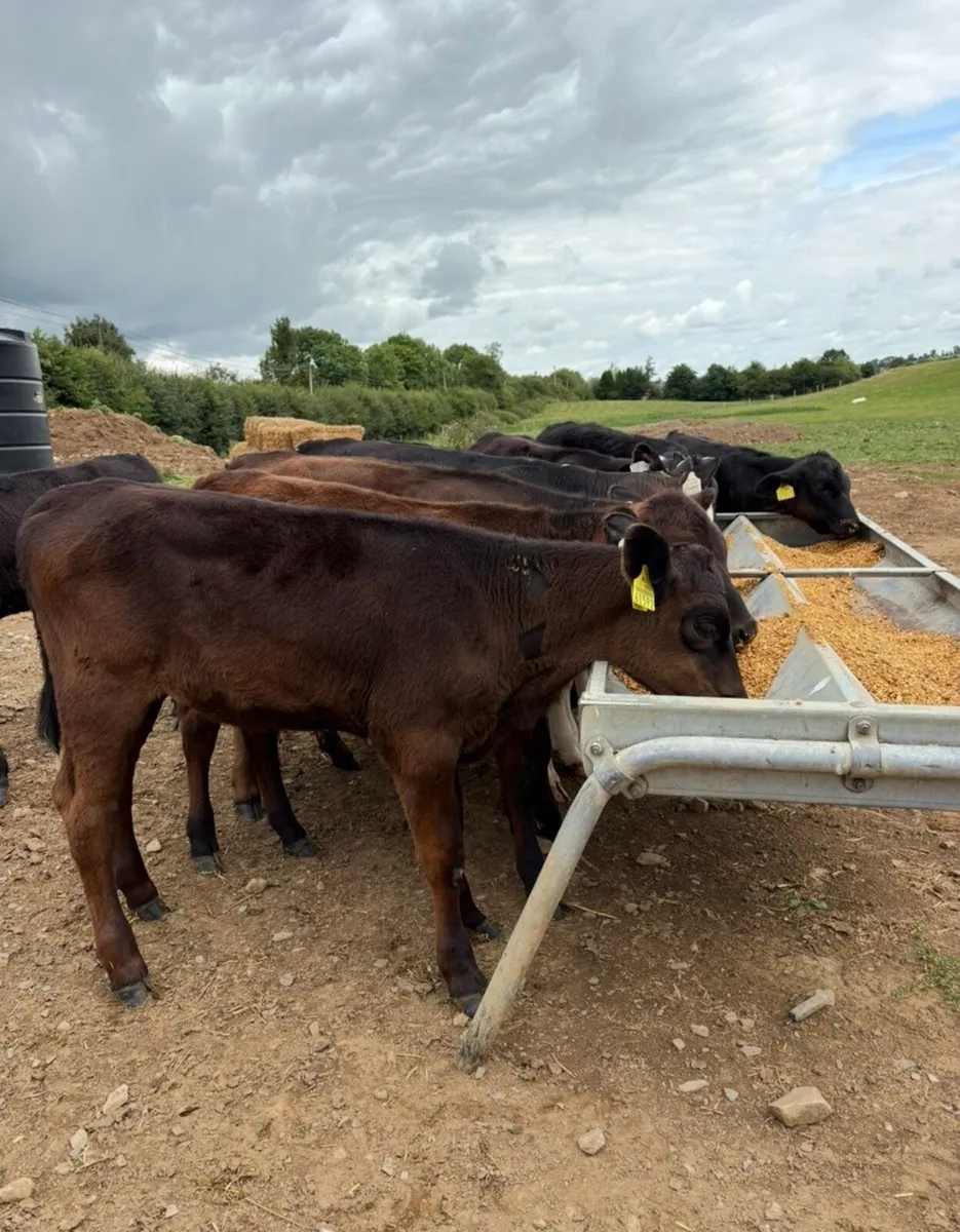 10 smashing 150kg heifer runners - Image 4