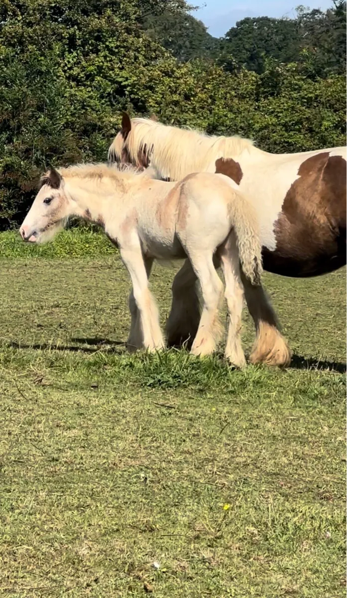 Blue and white foal - Image 1