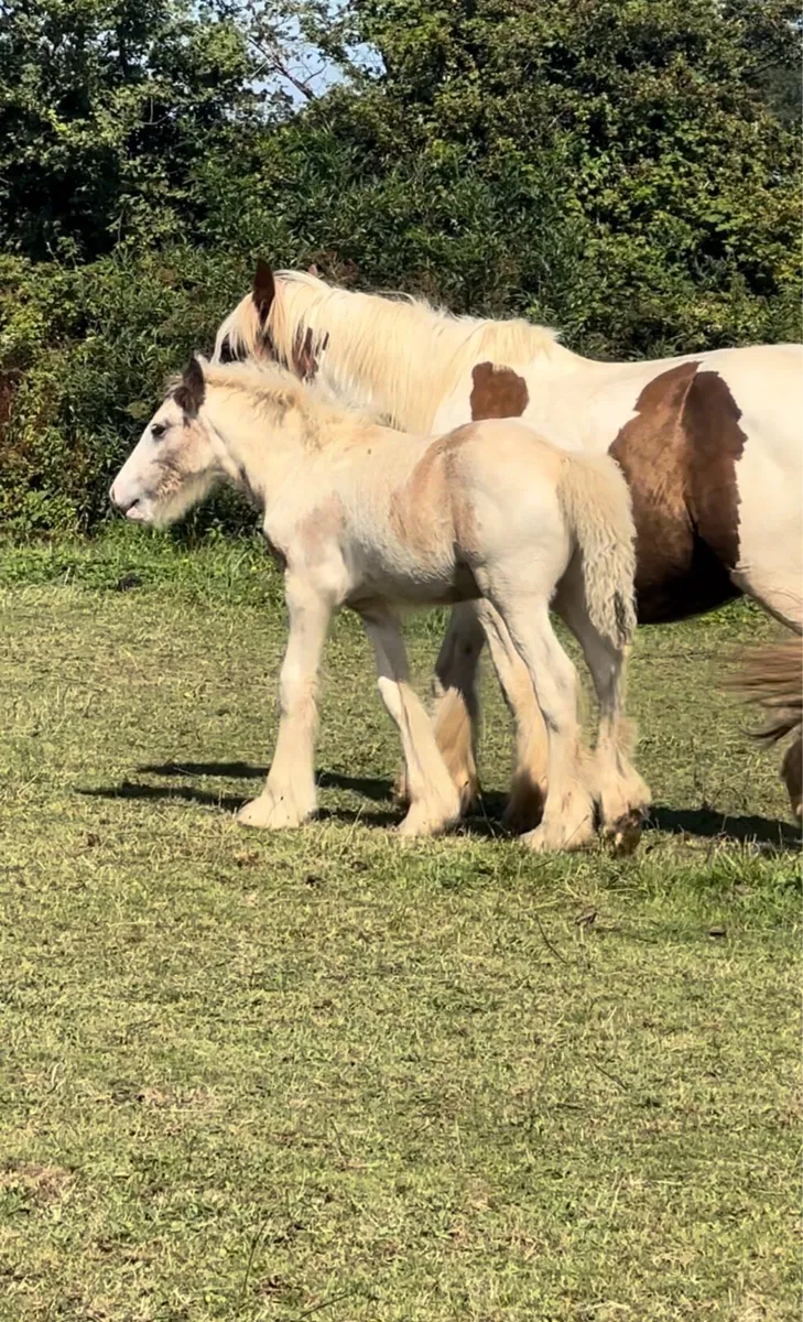 Blue and white foal - Image 2