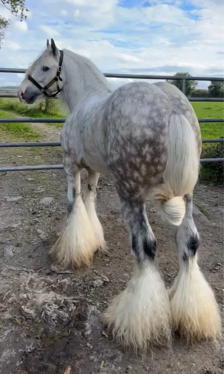 Blue and white foal - Image 3
