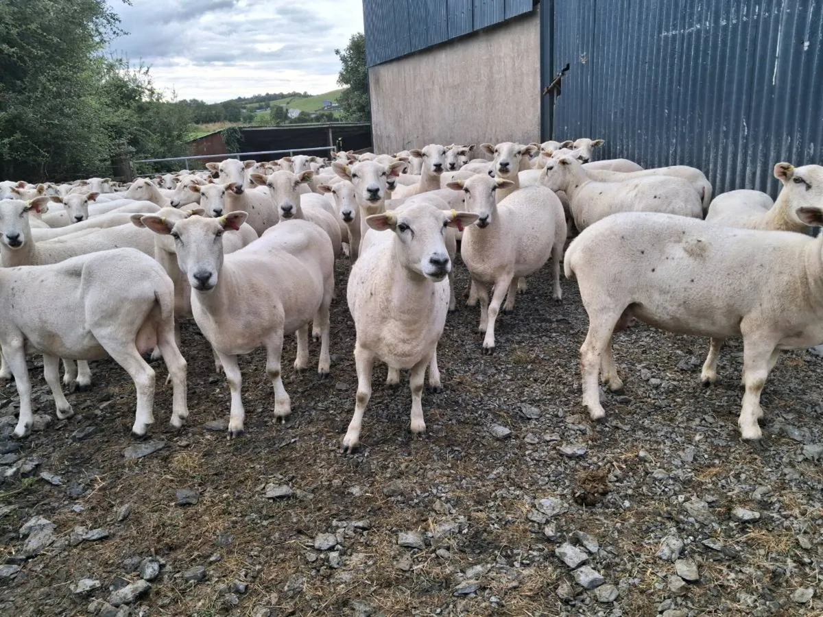 Easycare sheep - Image 2