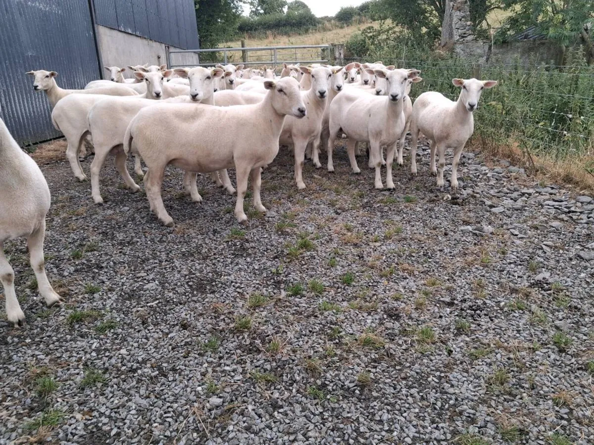 Easycare sheep - Image 3