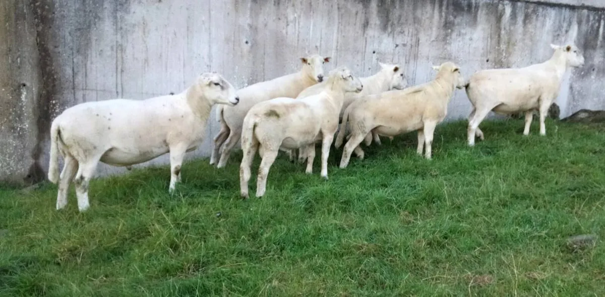 Easycare sheep - Image 4