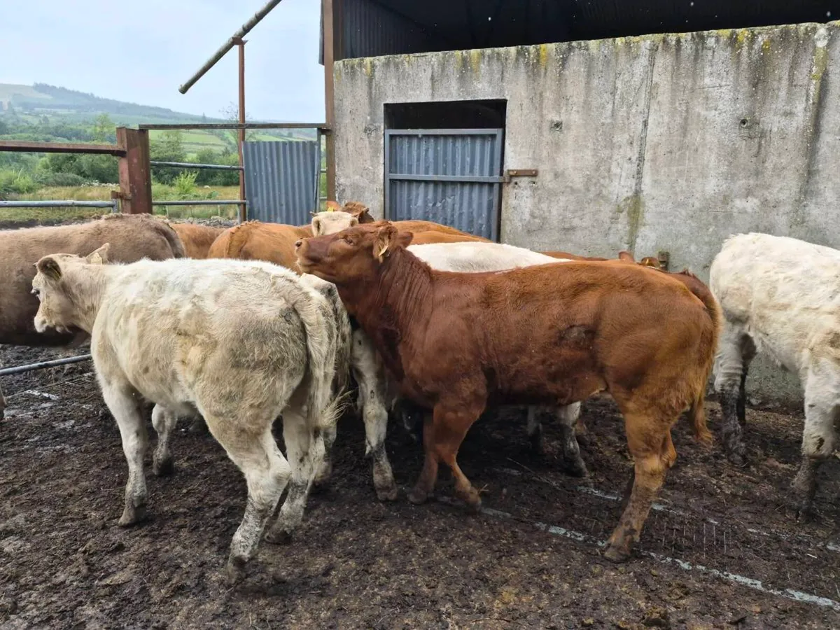 12 heifers - Image 2