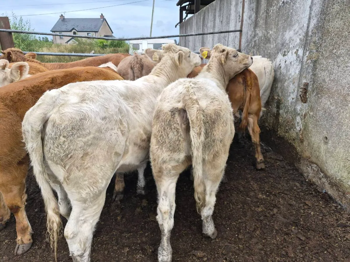 12 heifers - Image 3
