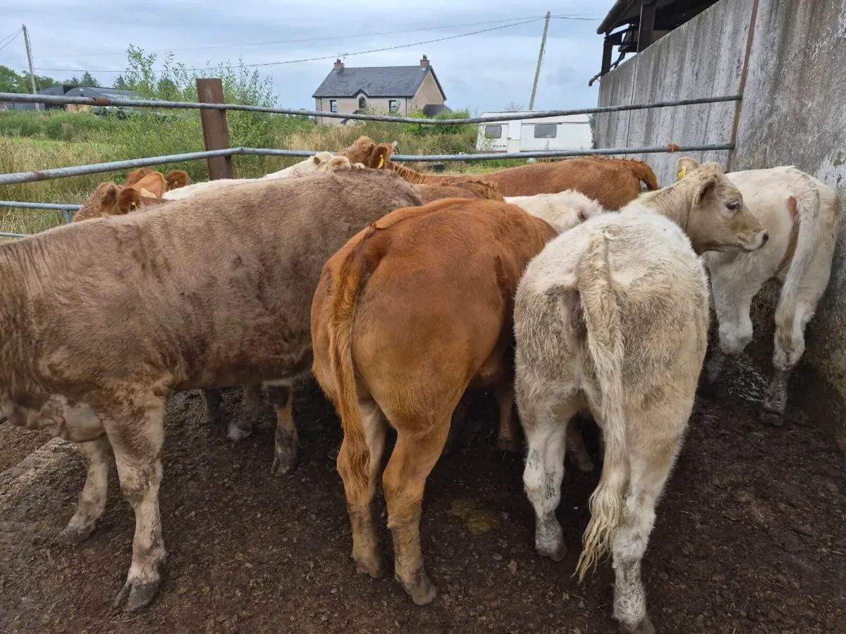 12 heifers - Image 4
