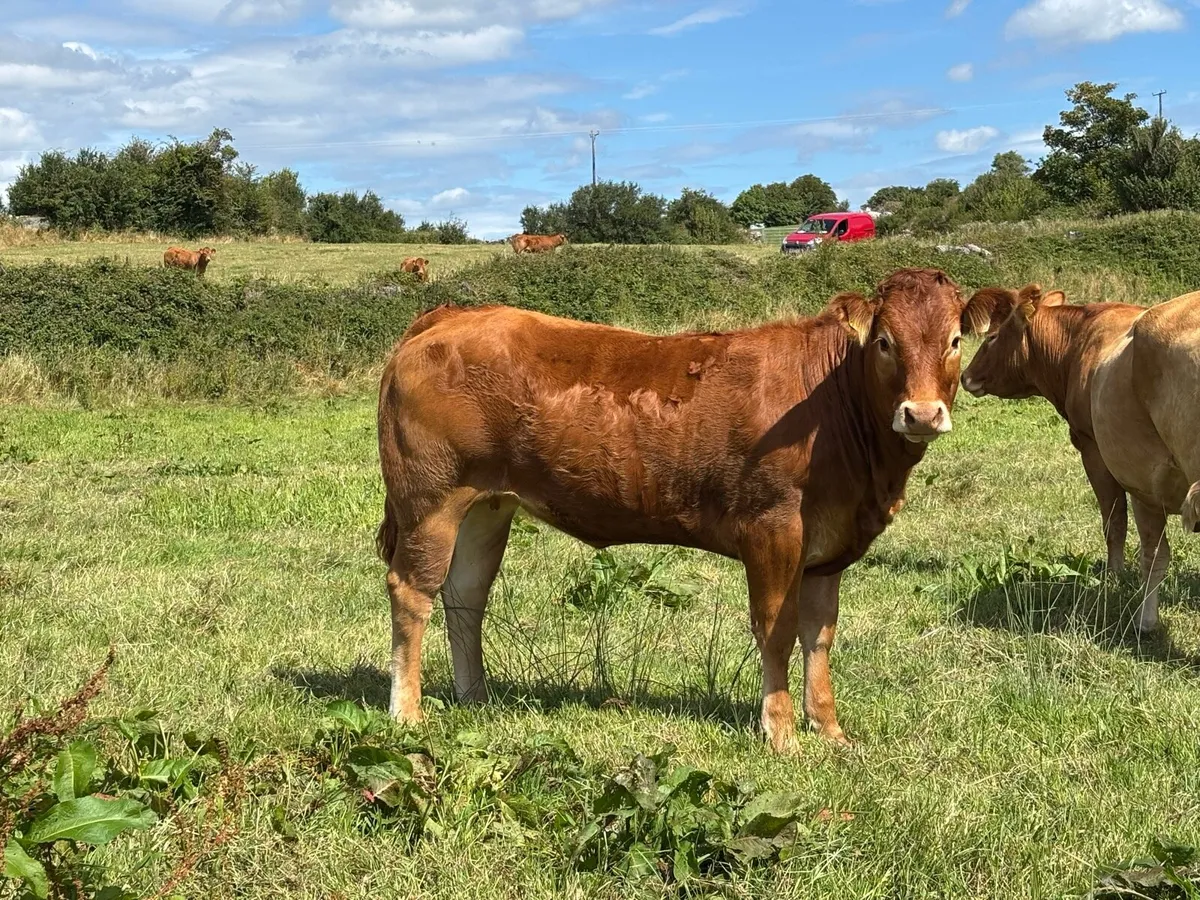 Limousin heifers - Image 2