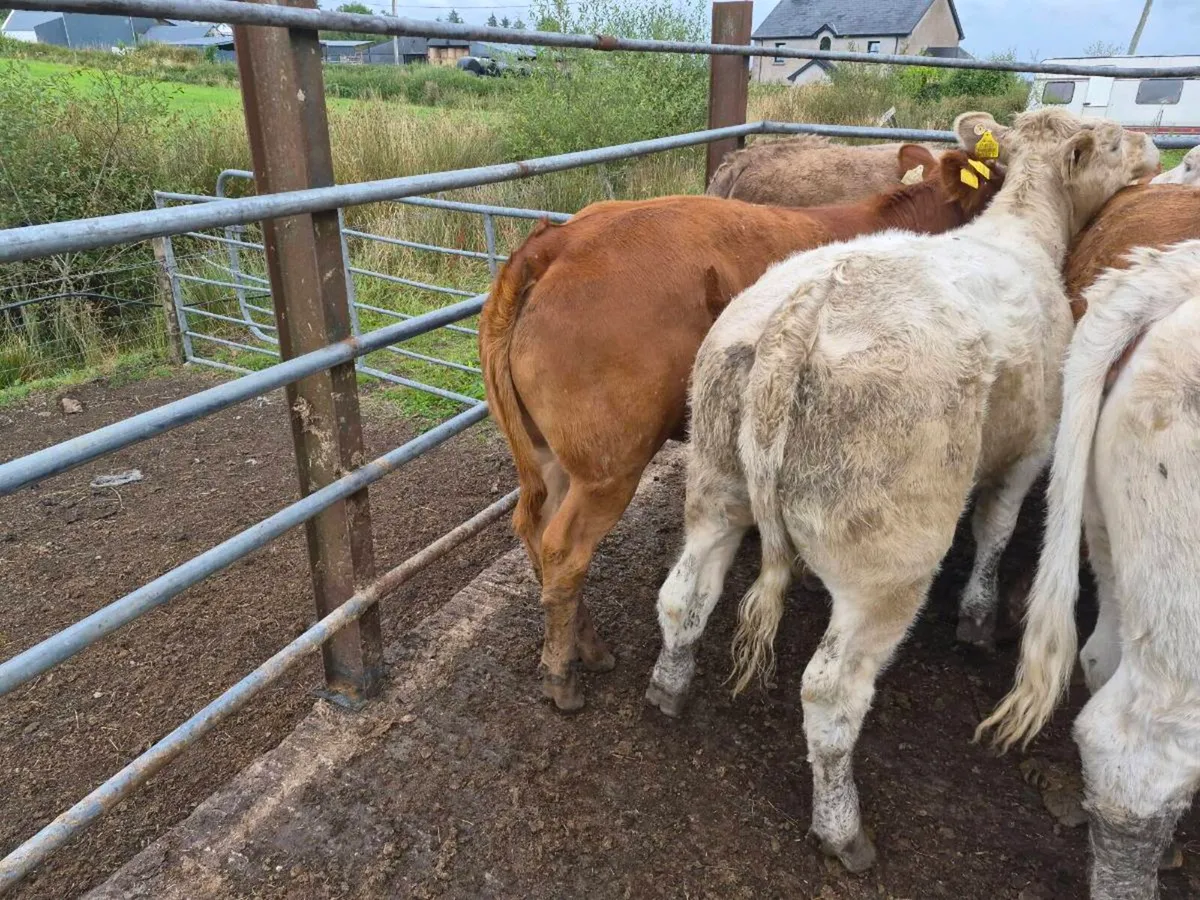 12 heifers - Image 1