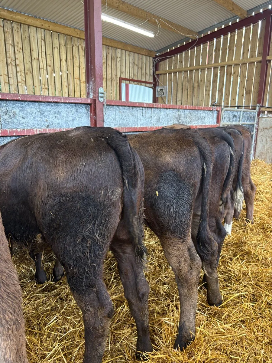 10 top quality 180kg (home bred) lmx heifers - Image 4