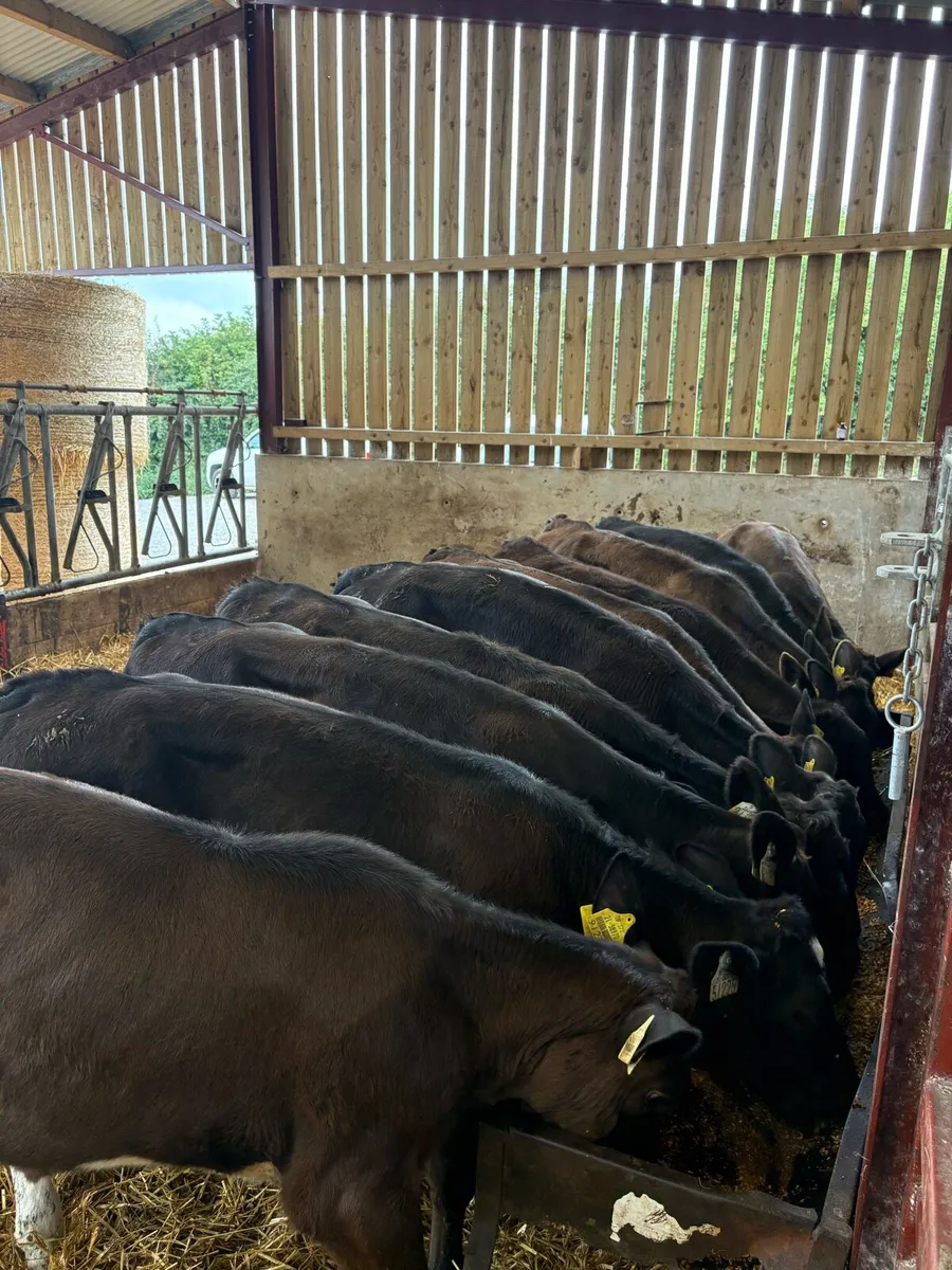 10 top quality 180kg (home bred) lmx heifers - Image 1