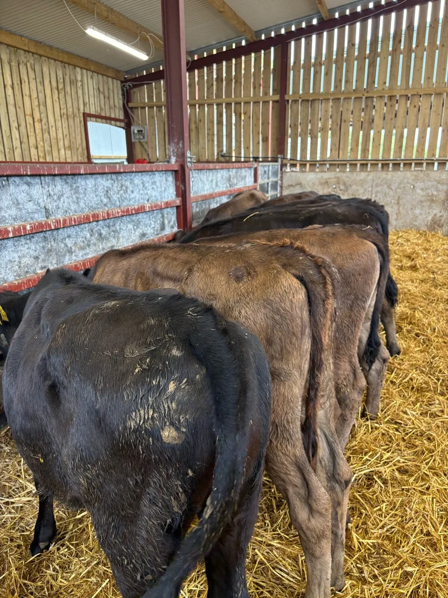 10 top quality 180kg (home bred) lmx heifers - Image 2