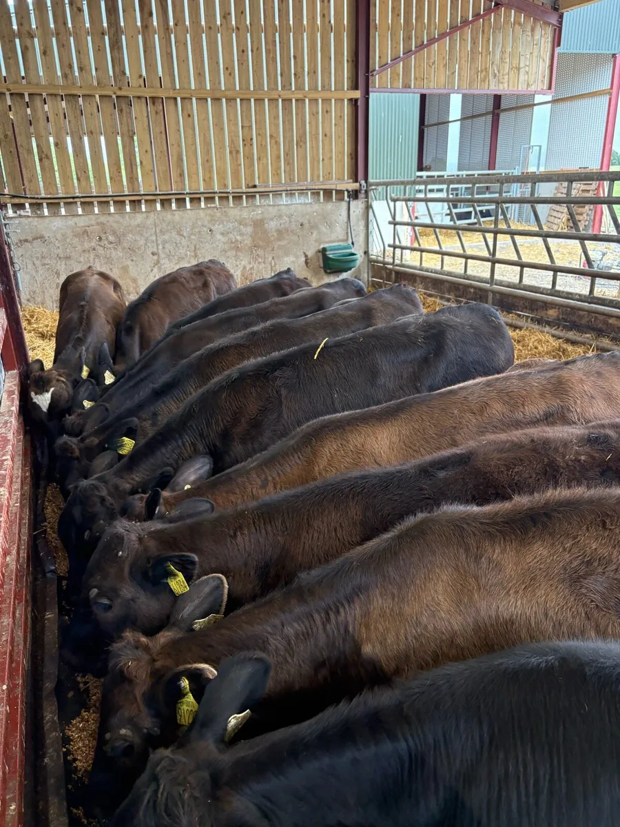 10 top quality 180kg (home bred) lmx heifers - Image 3