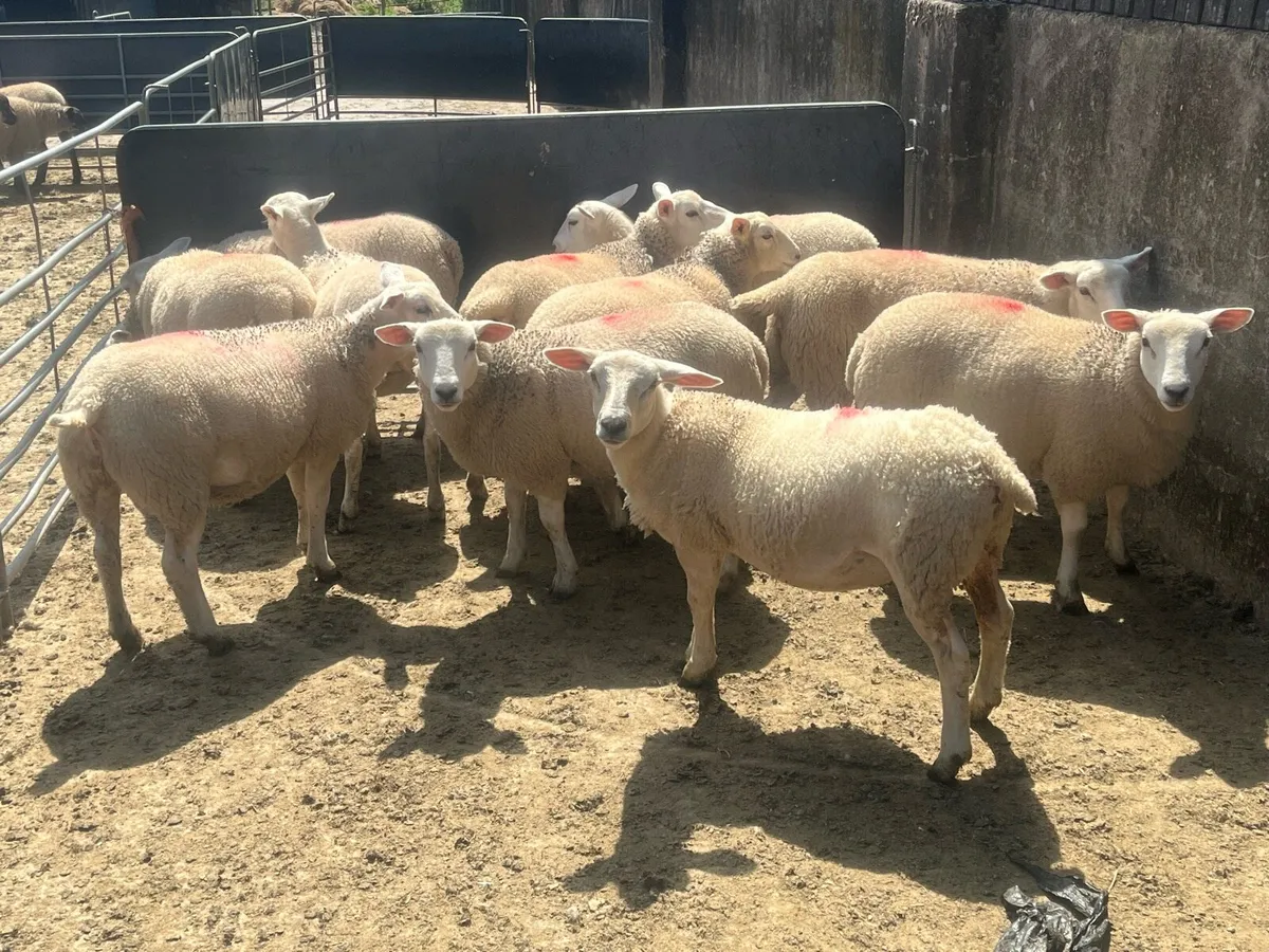 Ewe lambs - Image 1
