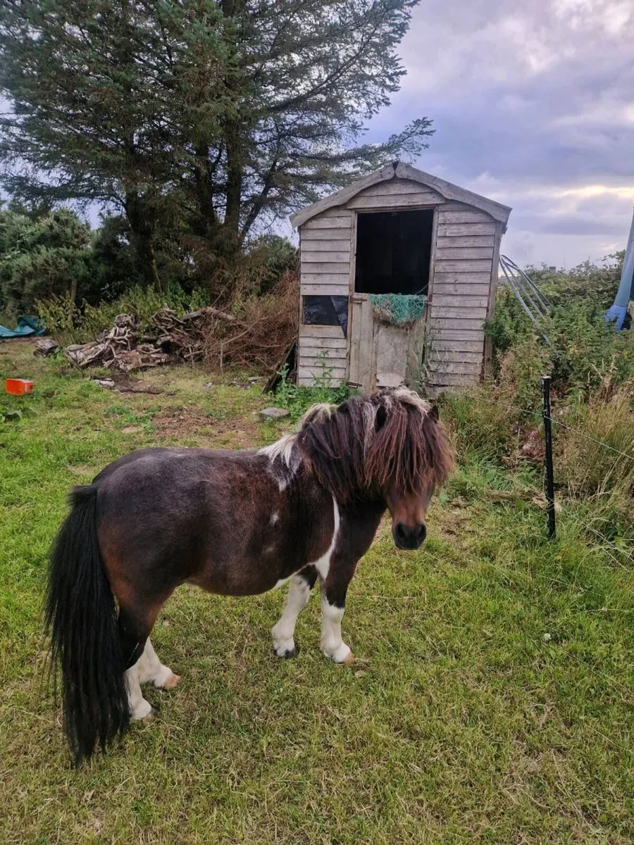 Minature Pony - Image 1
