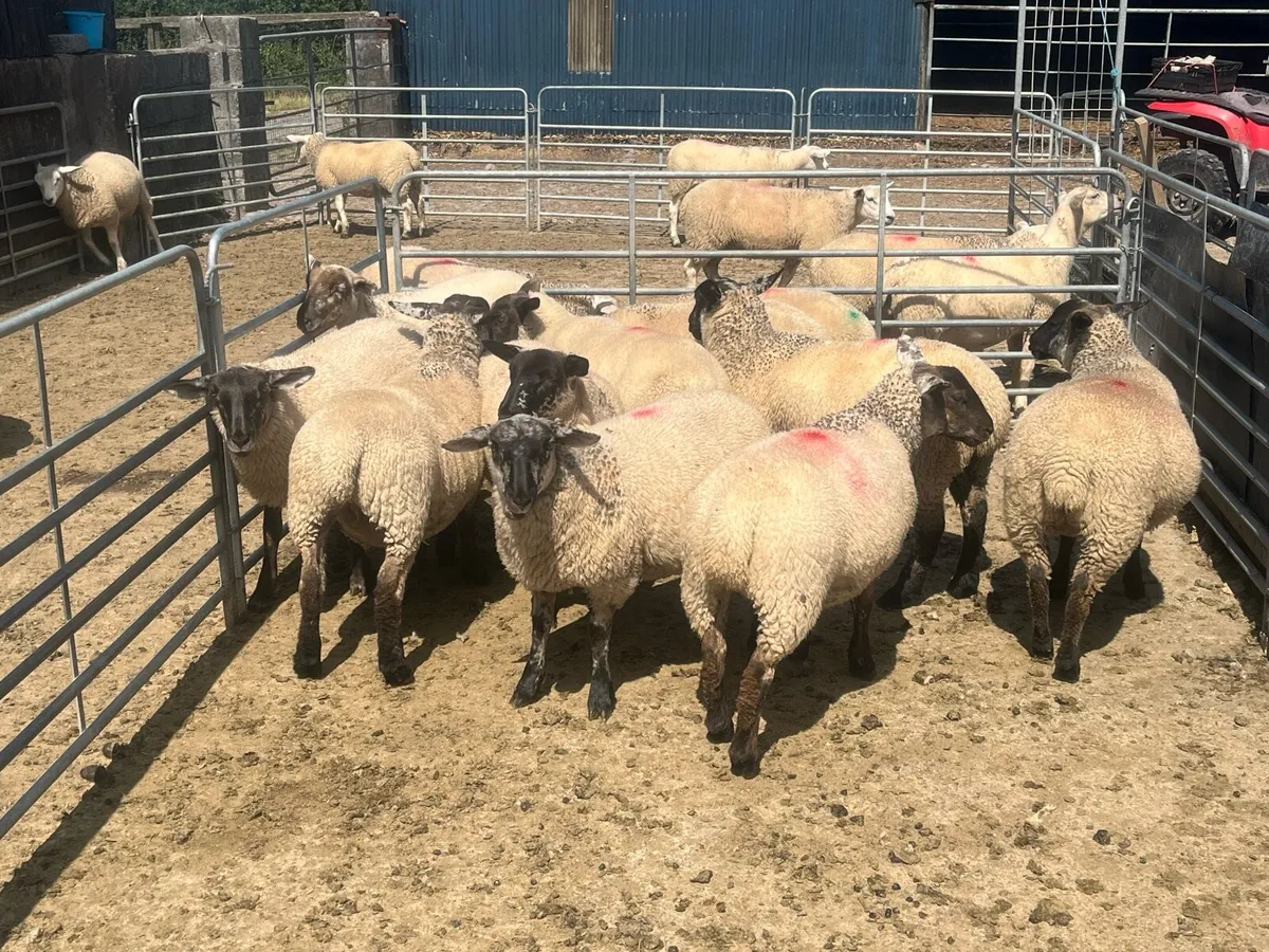 Ewe lambs - Image 2