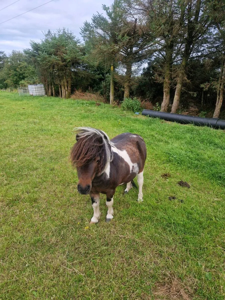 Minature Pony - Image 2