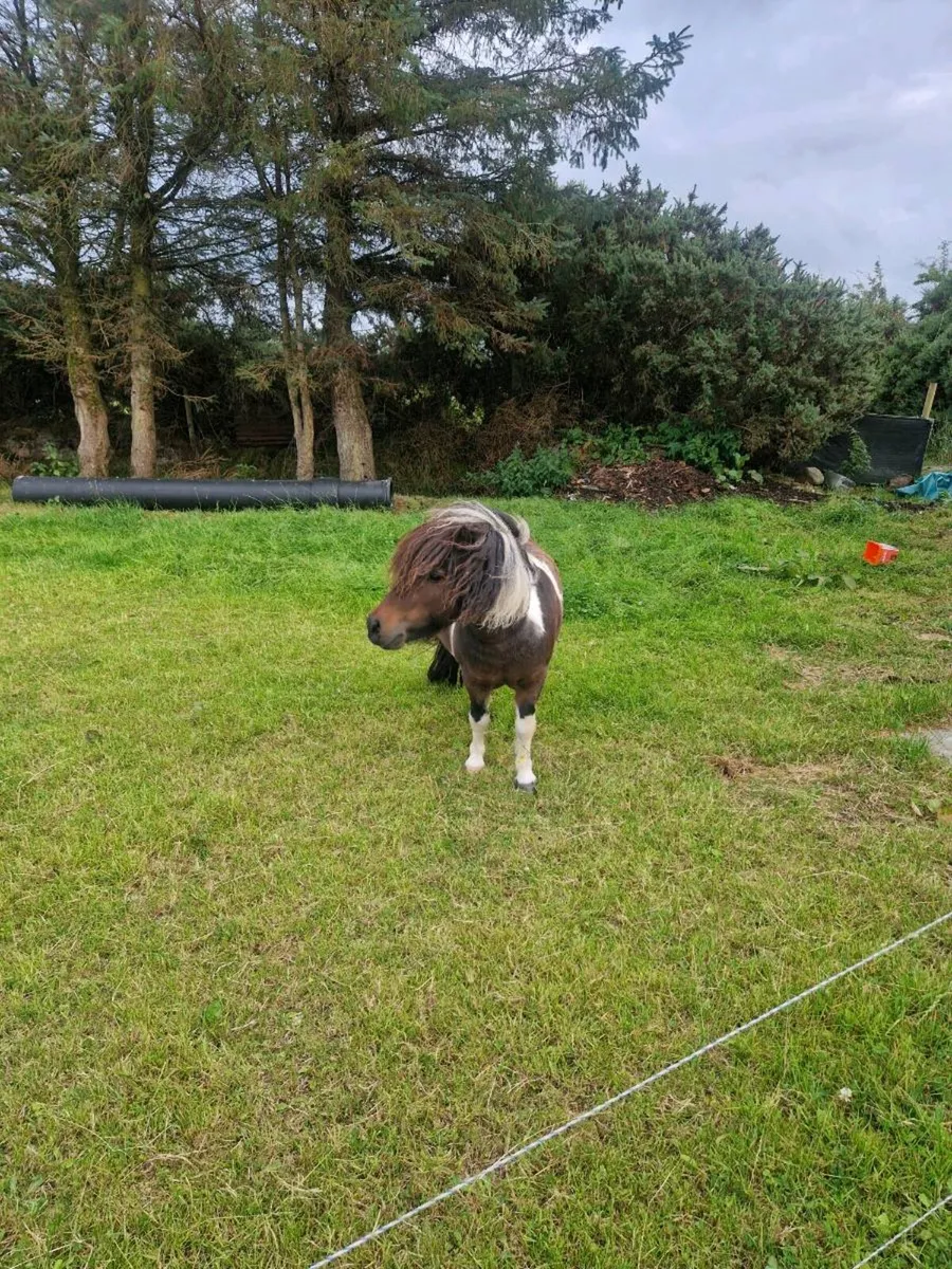Minature Pony - Image 3