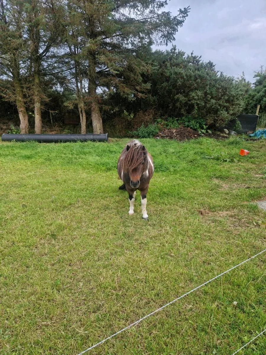 Minature Pony - Image 4