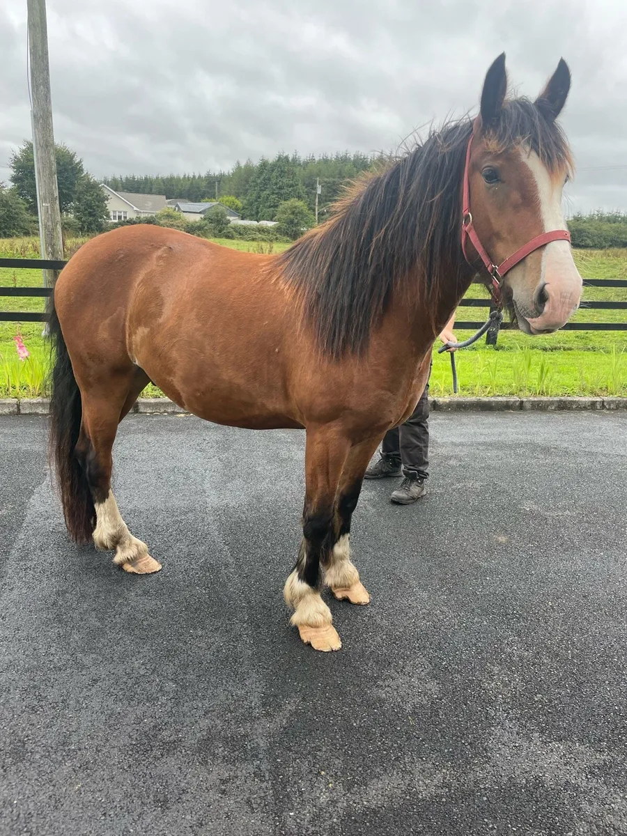 Gelding 3 Year Old, 15 Hands - Image 2