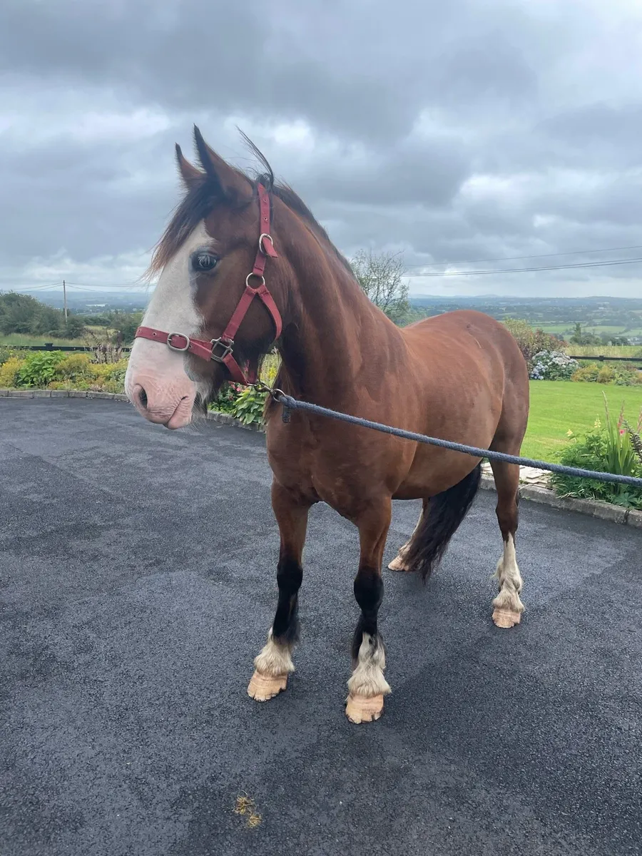 Gelding 3 Year Old, 15 Hands - Image 3