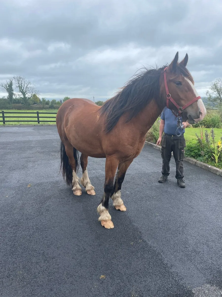 Gelding 3 Year Old, 15 Hands - Image 1