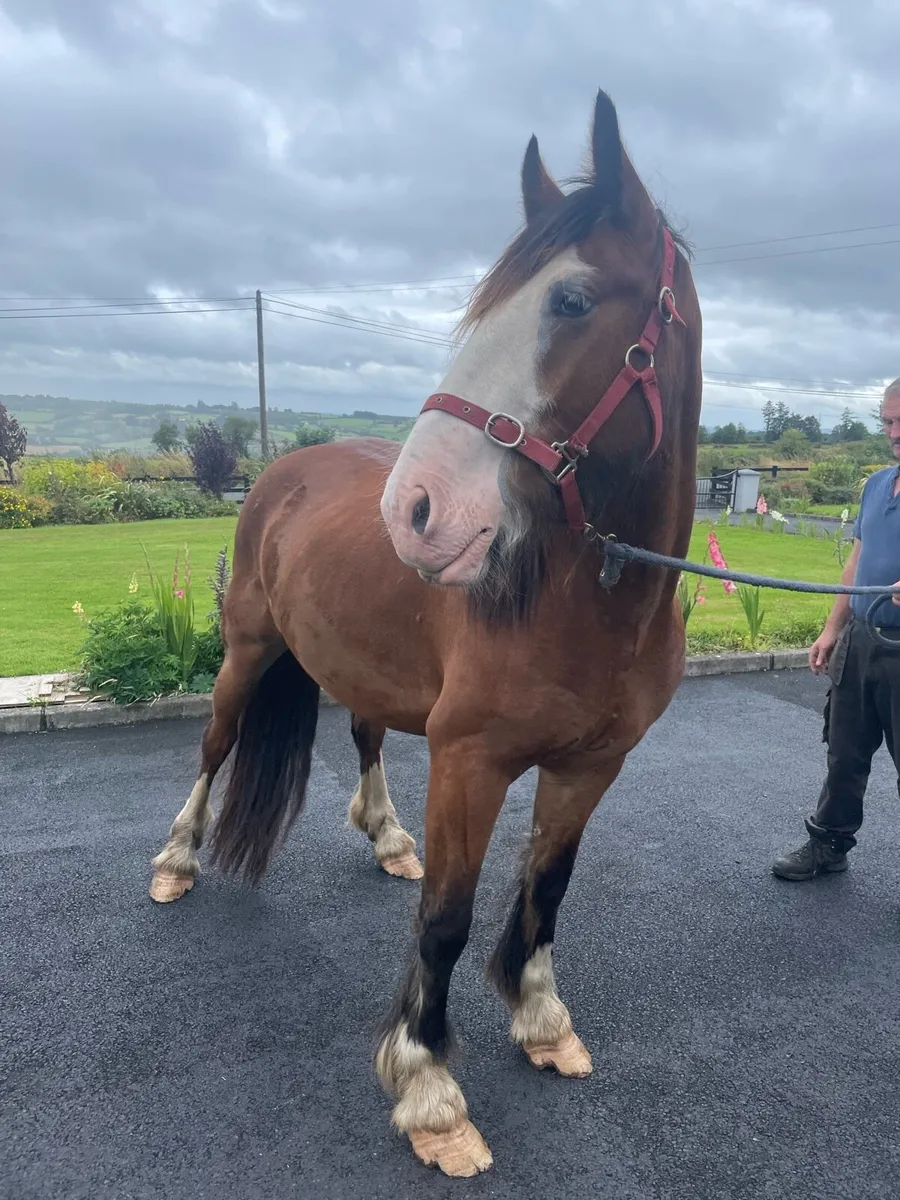 Gelding 3 Year Old, 15 Hands - Image 4