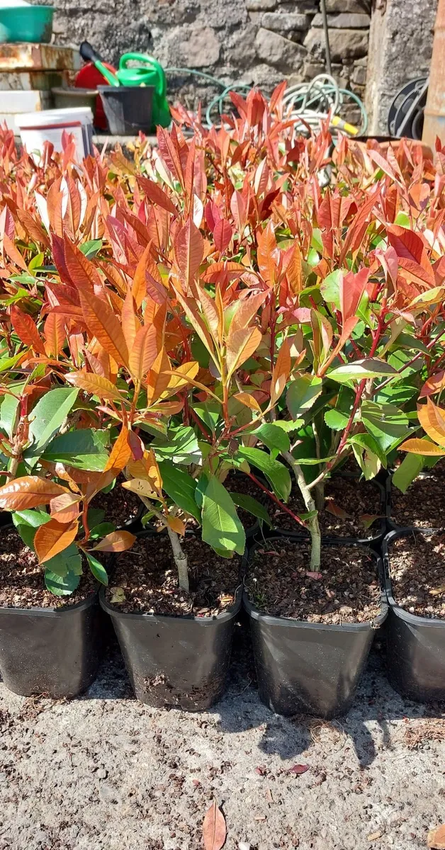Red Robin Hedging - Image 1