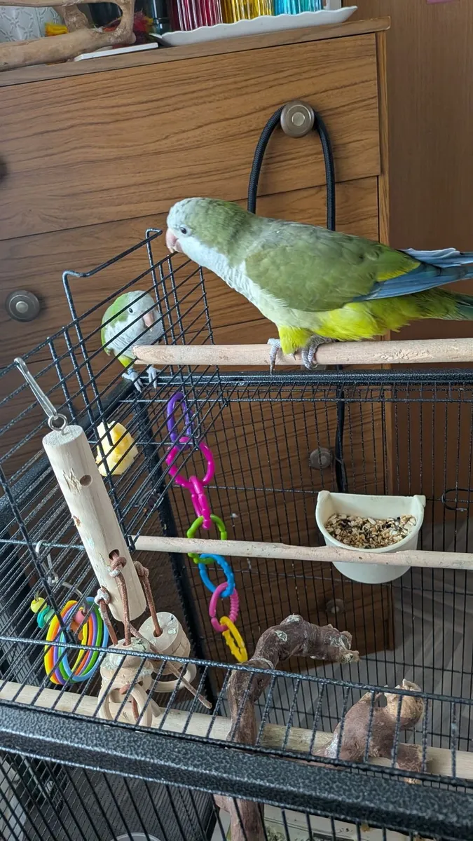 quaker parrot - Image 2