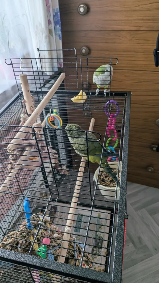 quaker parrot - Image 3