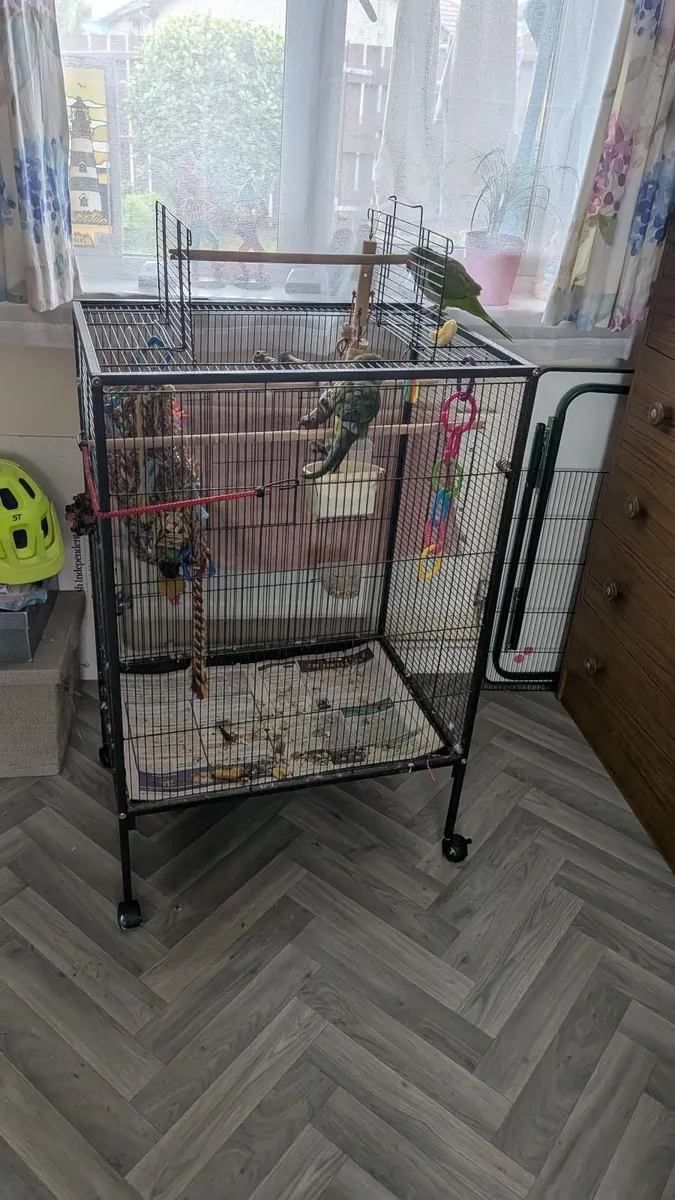 quaker parrot - Image 4