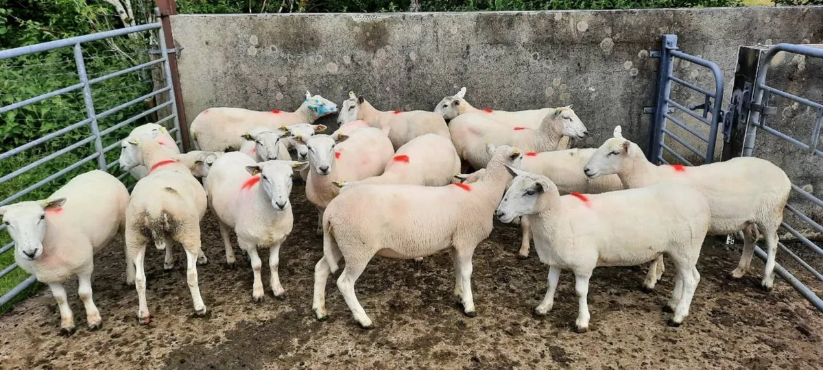 Hogget ewes - Image 1