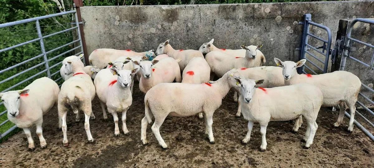 Hogget ewes - Image 3