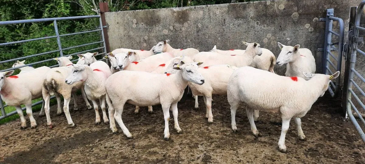 Hogget ewes - Image 4