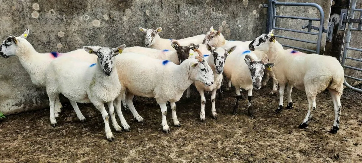 Hogget ewes - Image 2