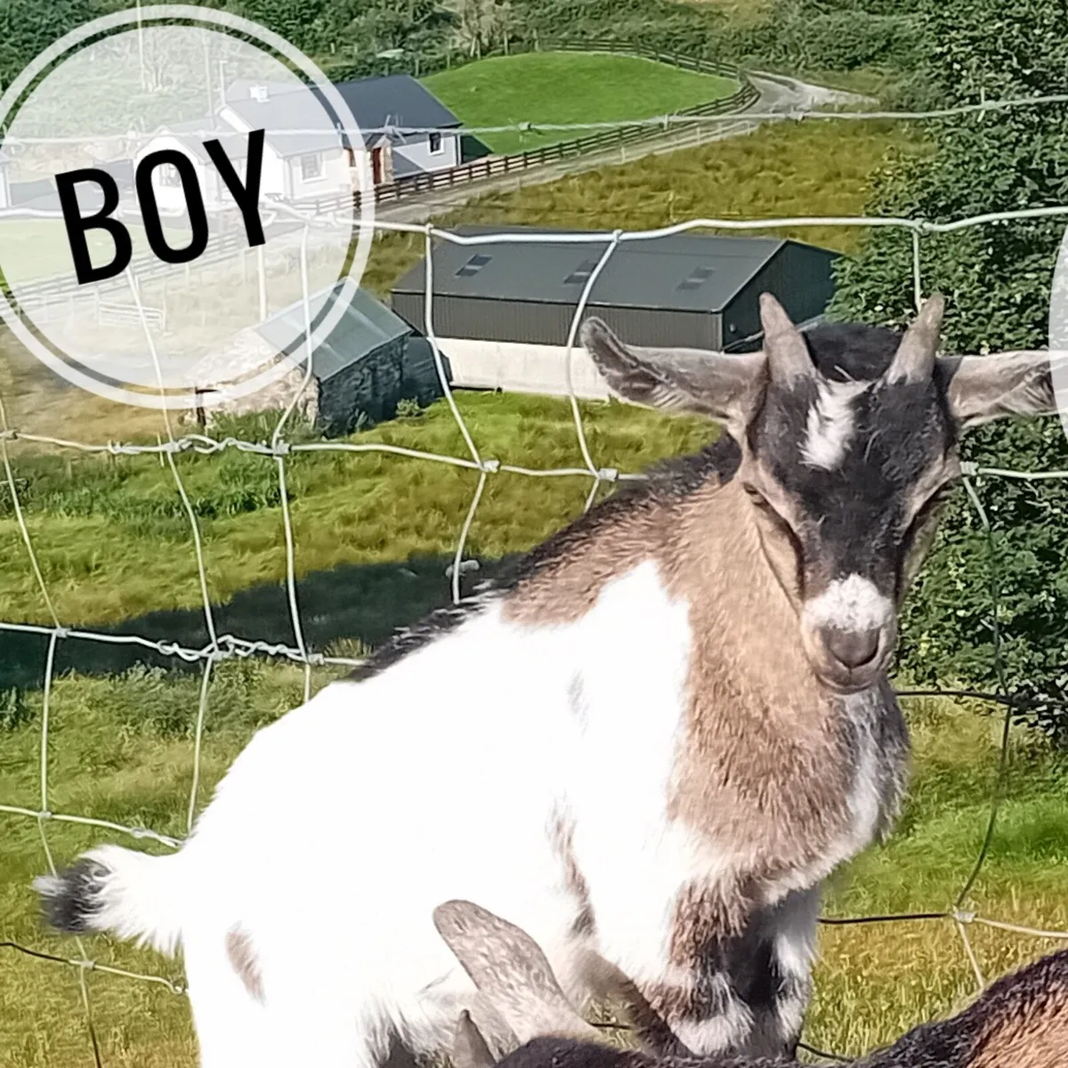 Pigmy cross goat boys 2 months old - Image 2