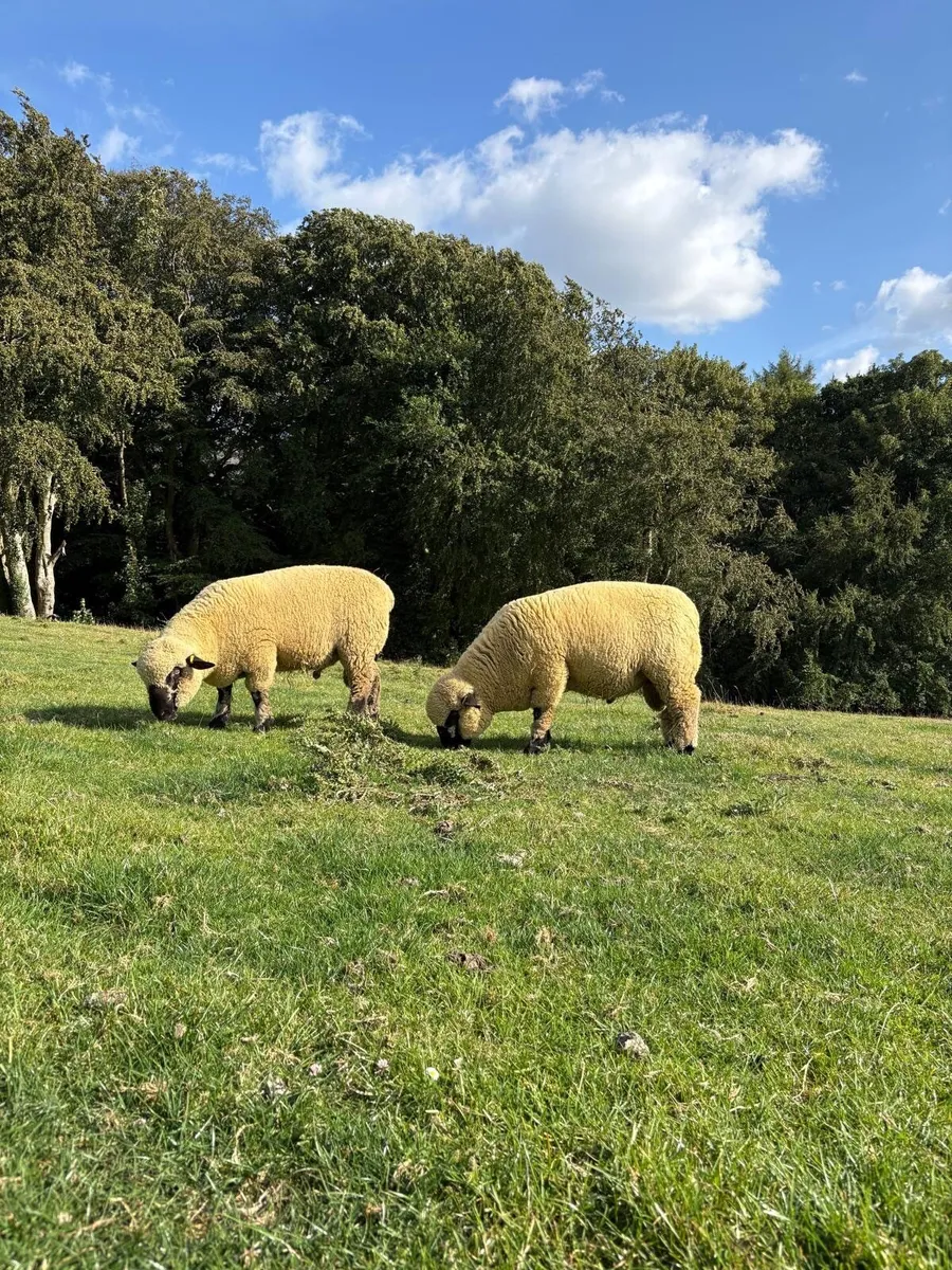Sheep - Image 2