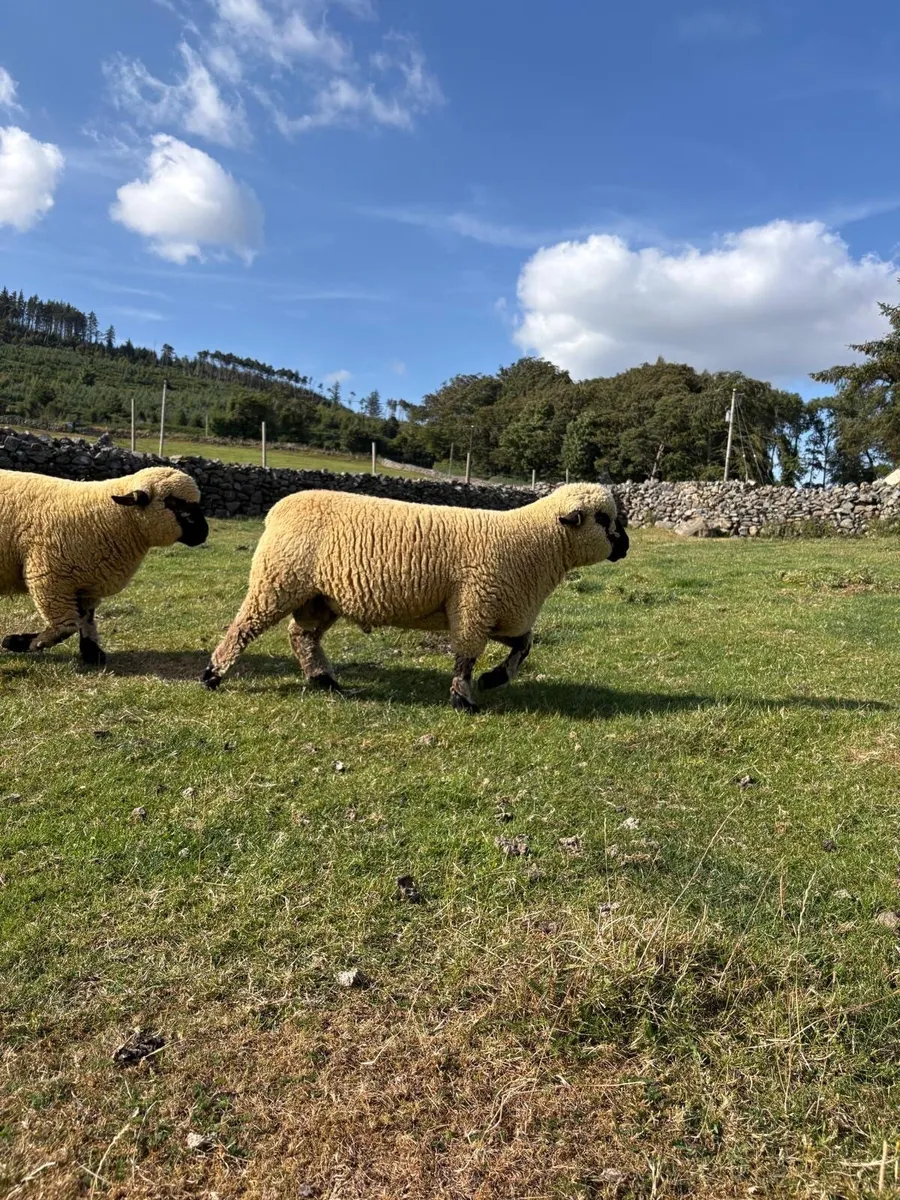 Sheep - Image 1