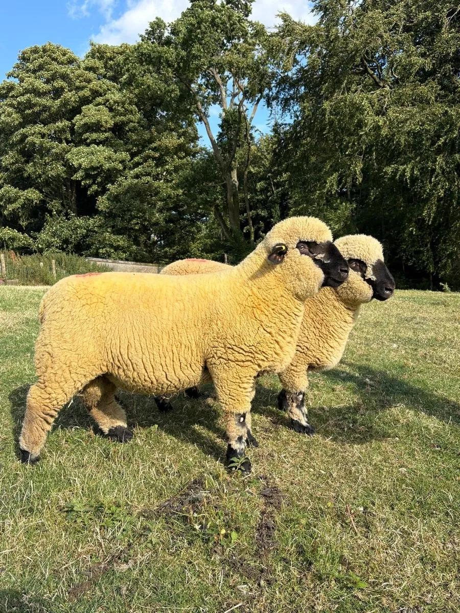 Sheep - Image 3