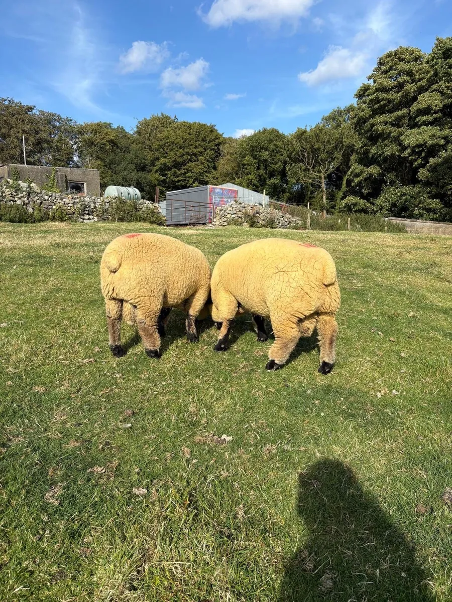 Sheep - Image 4