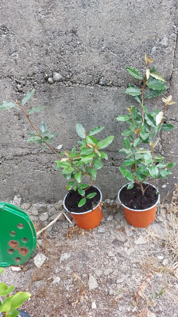 Elaeagnus Ebbengei Coastal Hedging - Image 2