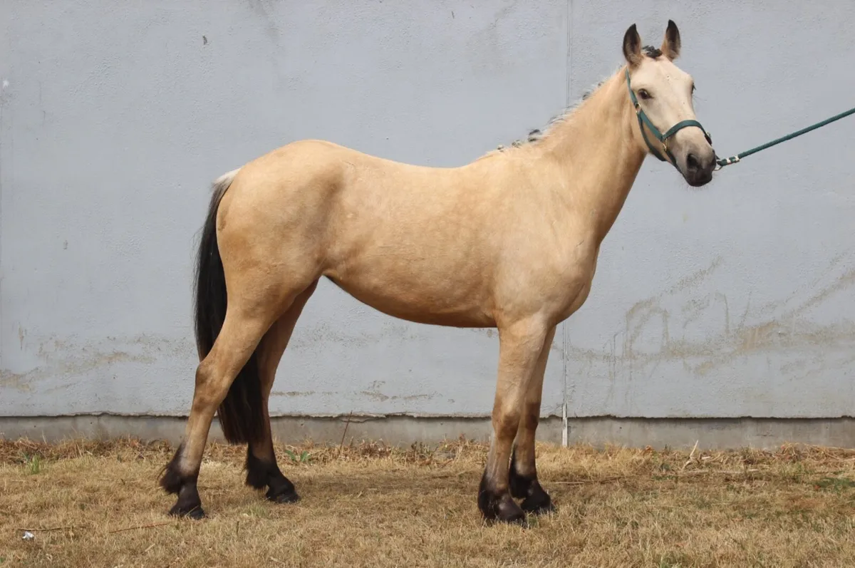 Dun filly - Image 3