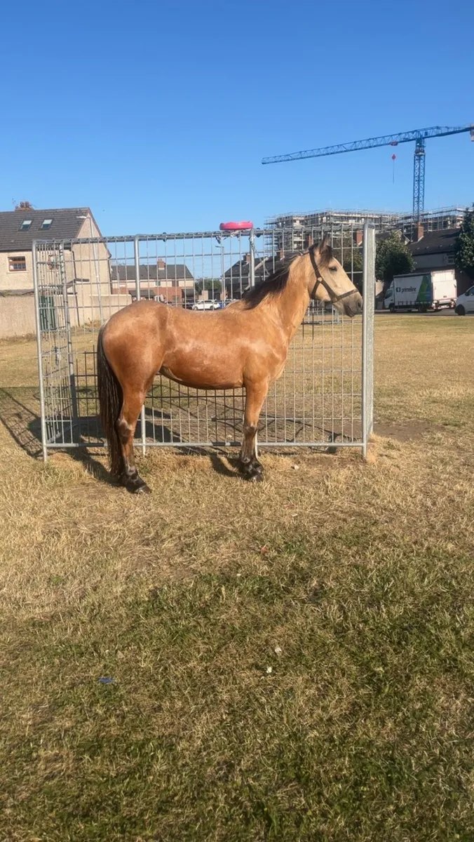 Dun filly - Image 4