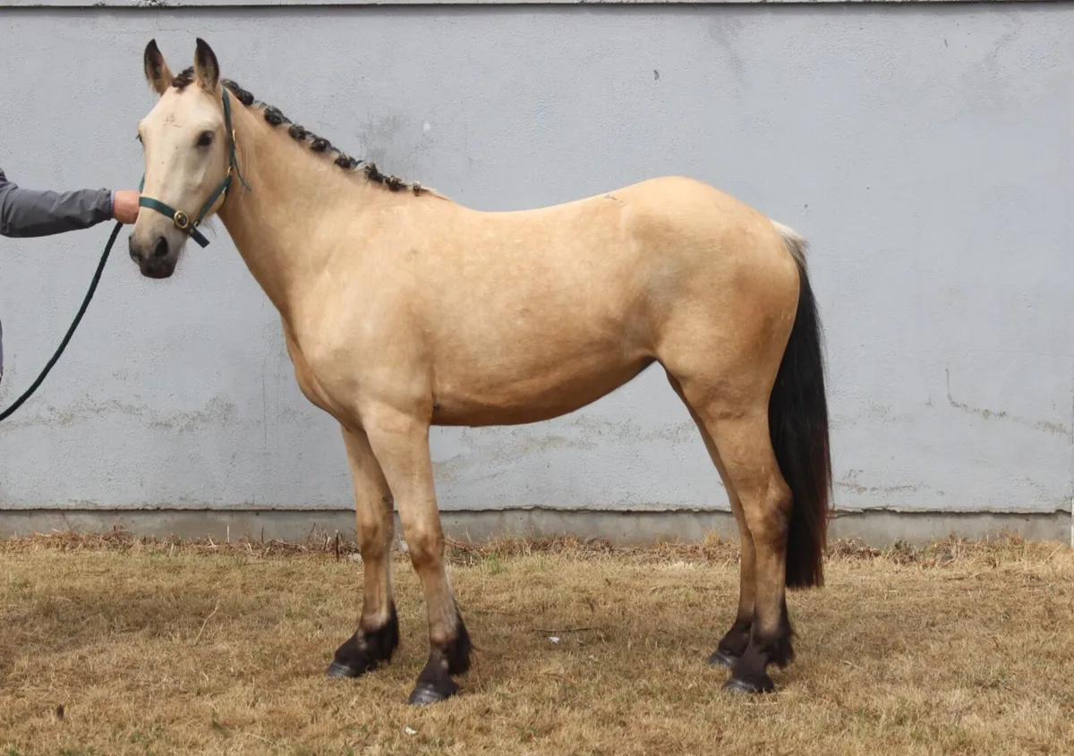 Dun filly - Image 1