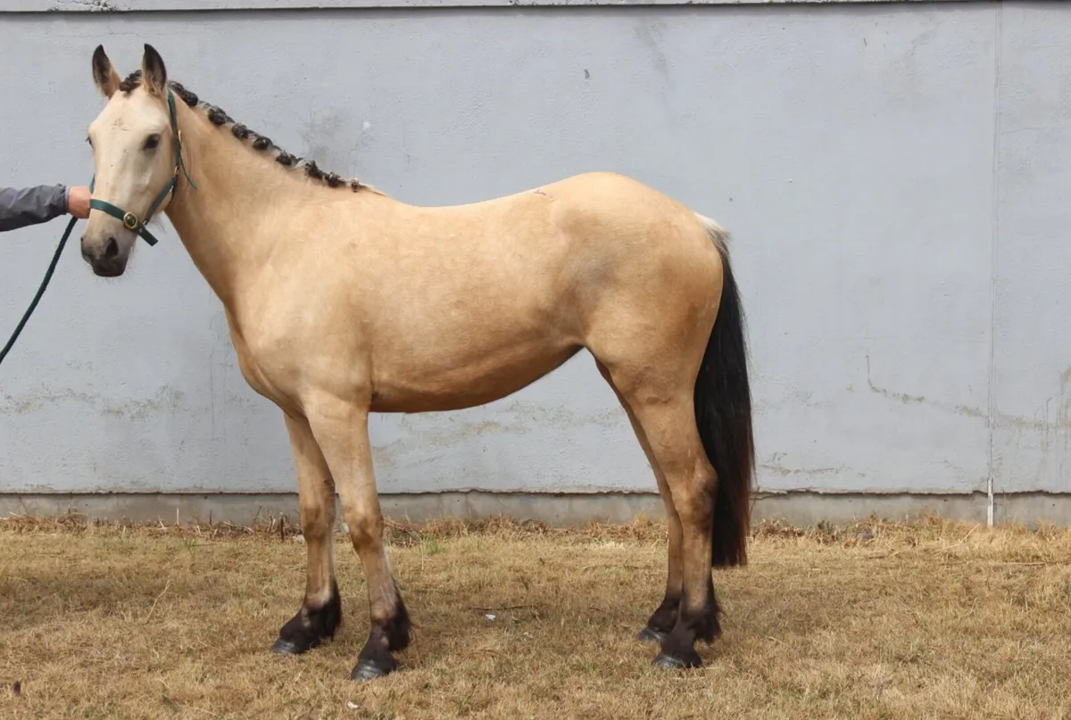 Dun filly - Image 2