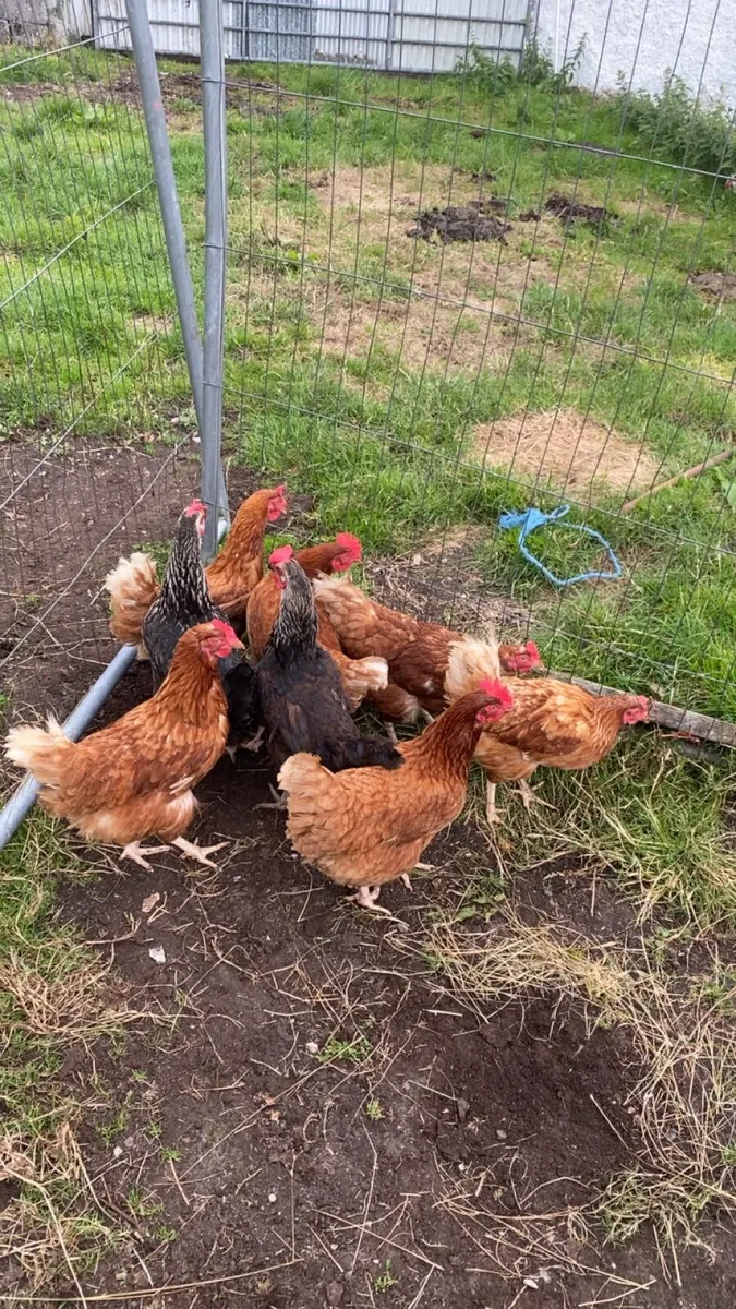 9 lovely hens for sale - Image 1