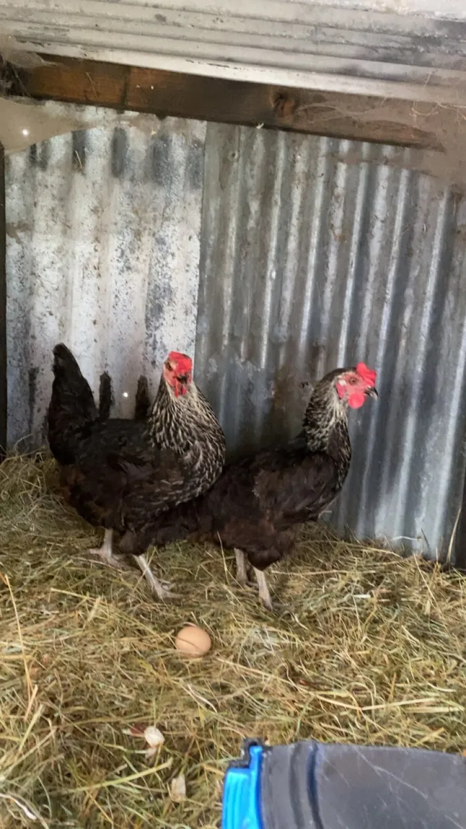9 lovely hens for sale - Image 2