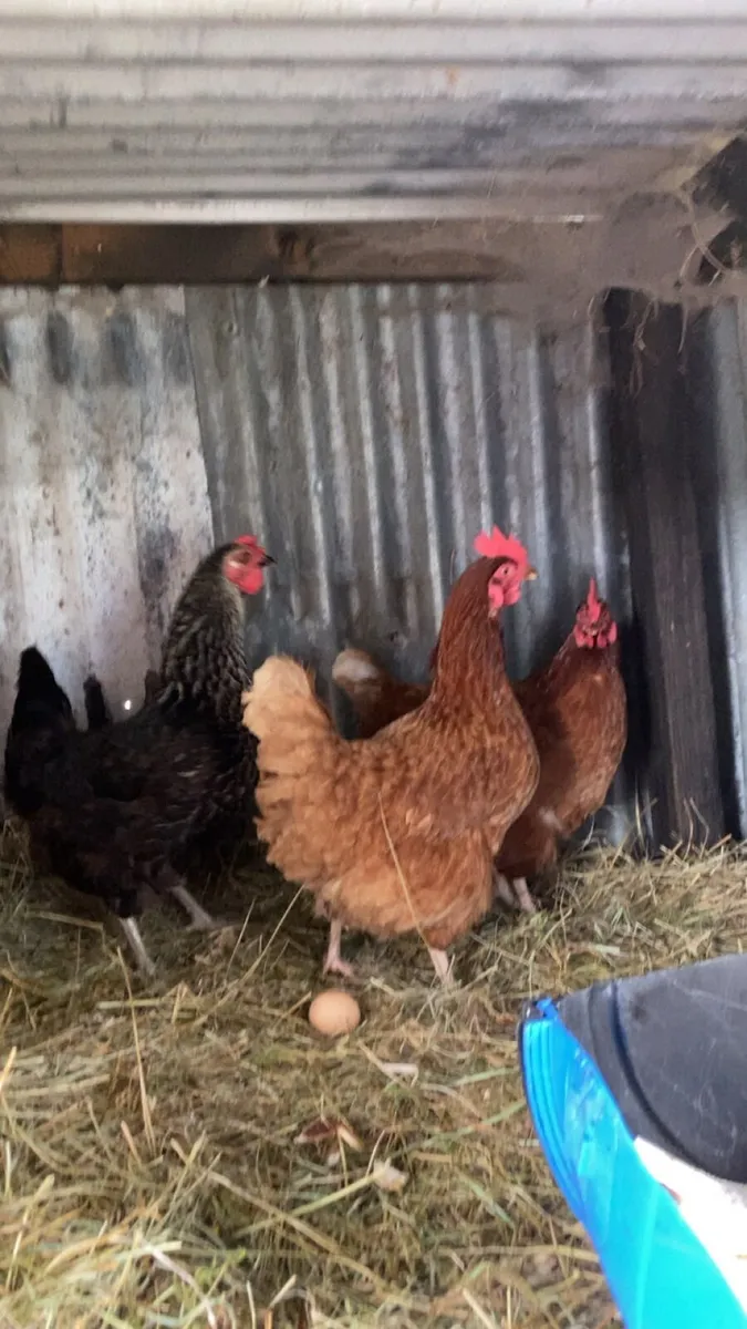 9 lovely hens for sale - Image 3