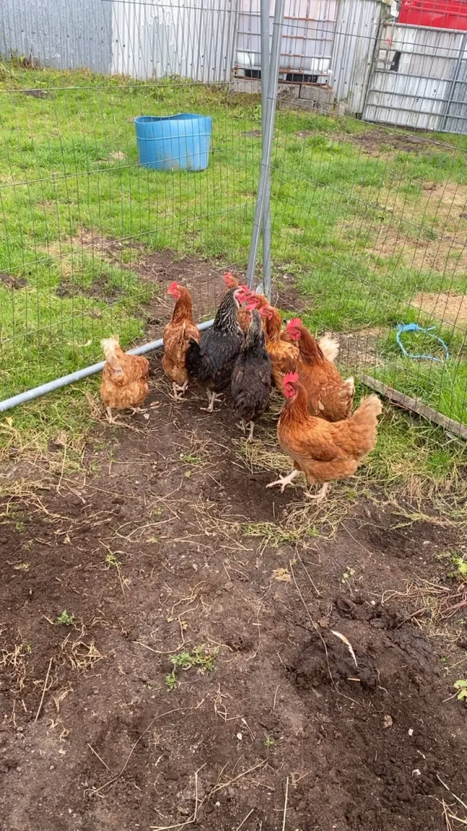 9 lovely hens for sale - Image 4